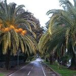 Phoenix canariensis Fruto