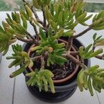 Crassula ovata 葉