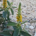 Crotalaria mitchellii Облик