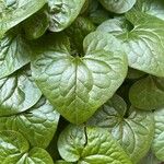 Asarum caudatum Yaprak