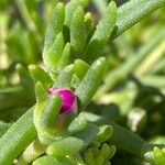 Delosperma cooperi Blatt