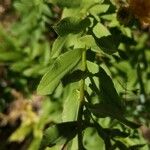 Pentanema spiraeifolium Leaf