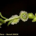 Cycloloma atriplicifolium Fruit