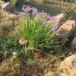 Tulbaghia violacea Lorea