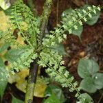 Asplenium sandersonii Leaf