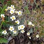 Saxifraga caesia Fula