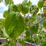 Cornus floridaFoglia