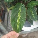 Goeppertia undulata 葉