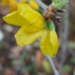 Forsythia intermedia Cvet