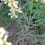Baccharis spicata Hoja