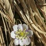 Anemone hepatica 花