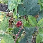 Rubus gratus Frukt