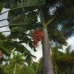 Bactris gasipaes Fruit