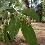 Citharexylum myrianthum Blatt