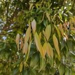 Cinnamomum burmanni 葉