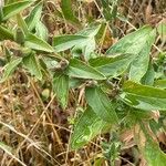 Oenothera biennis Leaf