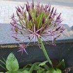 Allium nigrum 花