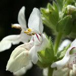 Stachys spinulosa Žiedas