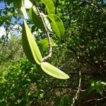 Cryptostegia madagascariensis Fruit