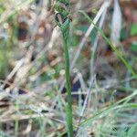 Spiranthes cernua Habit