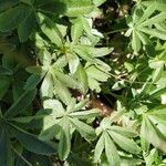 Potentilla valderia Leaf