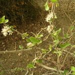 Combretum aculeatum Hábito