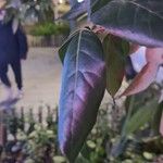 Nyssa sylvatica Leaf