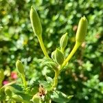 Oenothera parviflora Altro