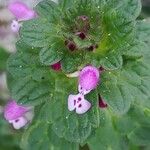 Lamium amplexicauleBlüte