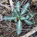 Goodyera oblongifolia Leaf