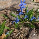 Scilla sibericaFiore