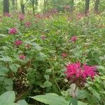 Monarda didymaFlower