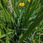 Ranunculus lingua Habitus