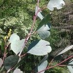Eucalyptus camphora 葉