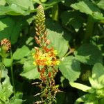 Bulbine frutescens Blüte