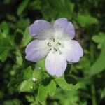 Nemophila phacelioides Цвят