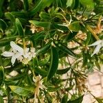 Jasminum grandiflorum 叶
