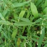 Atriplex patula Leaf