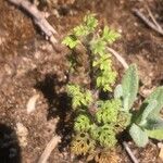 Teucrium botrys Feuille