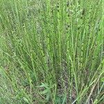 Equisetum × moorei List