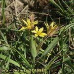 Gagea reverchonii Habit