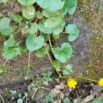 Ranunculus ficaria Blüte