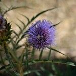 Cynara humilis Květ