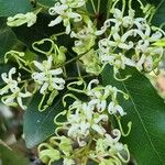Lomatia silaifolia Flor