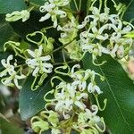 Lomatia silaifolia Flower