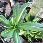 Isatis tinctoria Lapas