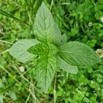 Mentha arvensis Листок