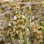 Ononis diffusa Habit