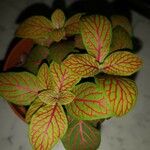 Fittonia albivenisBlatt