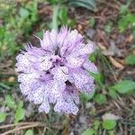 Neotinea tridentata Flower